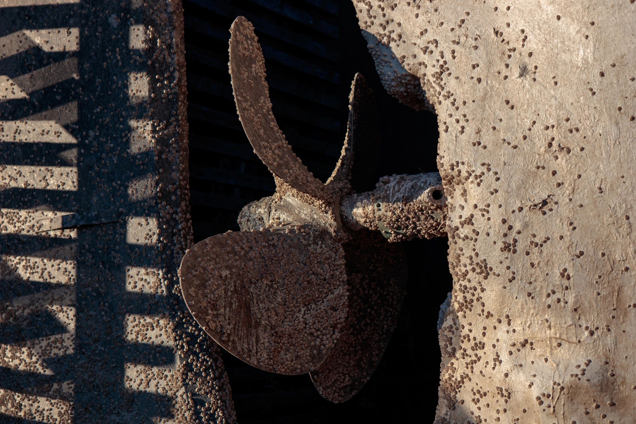 The propeller and bottom of boat covered with antifouling